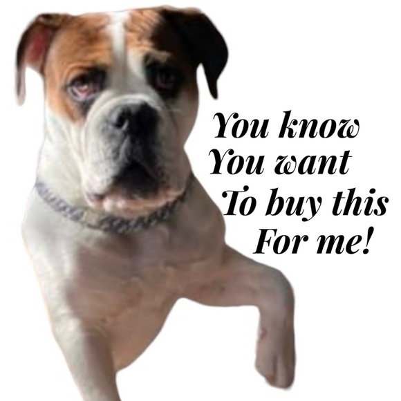 Dog shoes non-skid bottom hook and loop closure barely used Like New - Picture 8 of 8